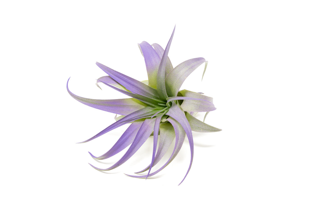 color enhanced purple tillandsia abdita air plant