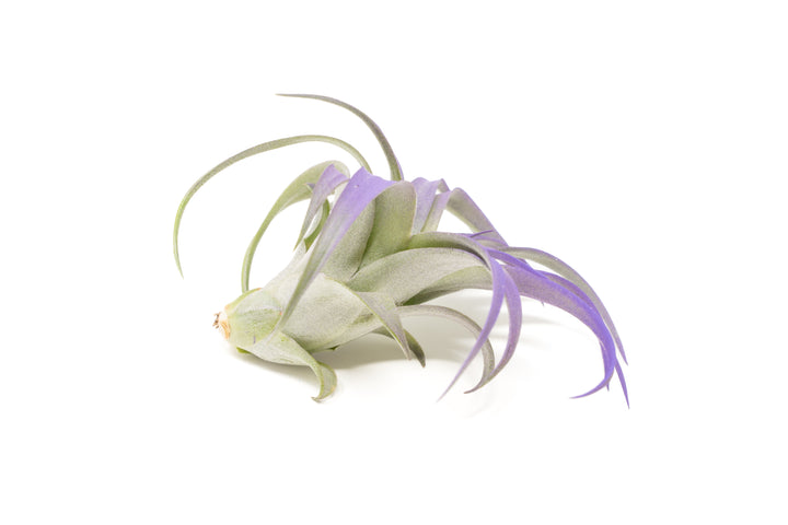 color enhanced purple tillandsia abdita air plant