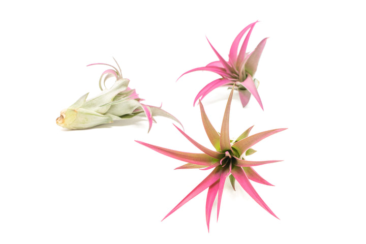 three color enhanced pink tillandsia abdita air plants