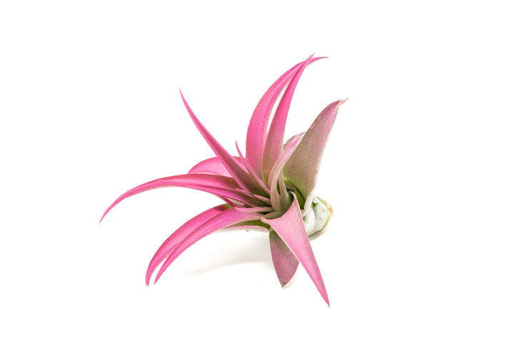 color enhanced pink tillandsia abdita air plant