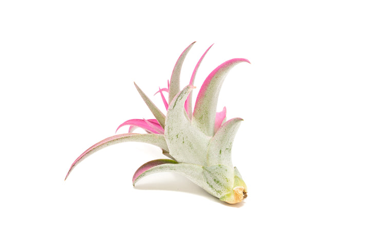 color enhanced pink tillandsia abdita air plant