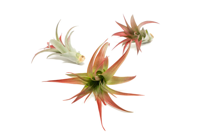 three color enhanced red tillandsia abdita air plants