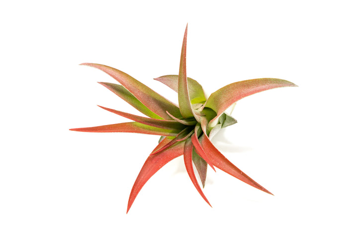 color enhanced red tillandsia abdita air plant