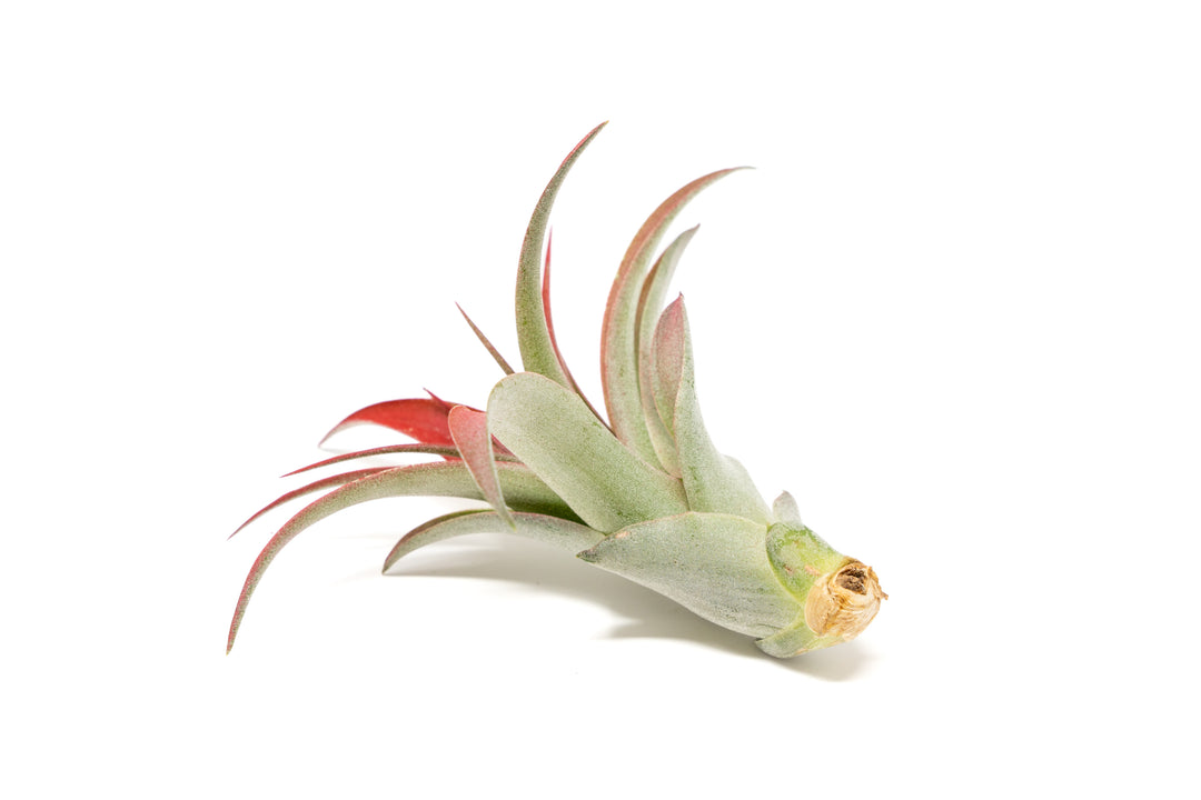 color enhanced red tillandsia abdita air plant