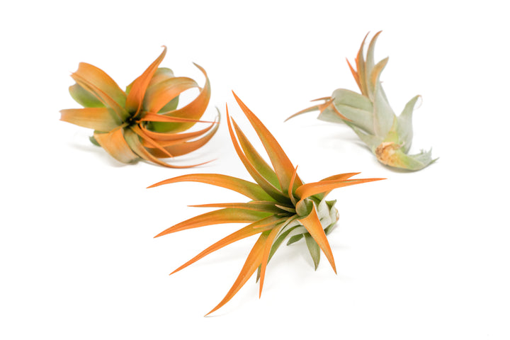 three color enhanced orange tillandsia abdita air plants