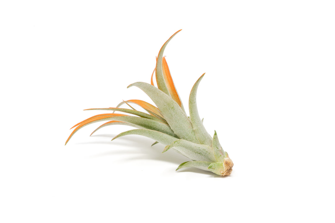color enhanced orange tillandsia abdita air plant