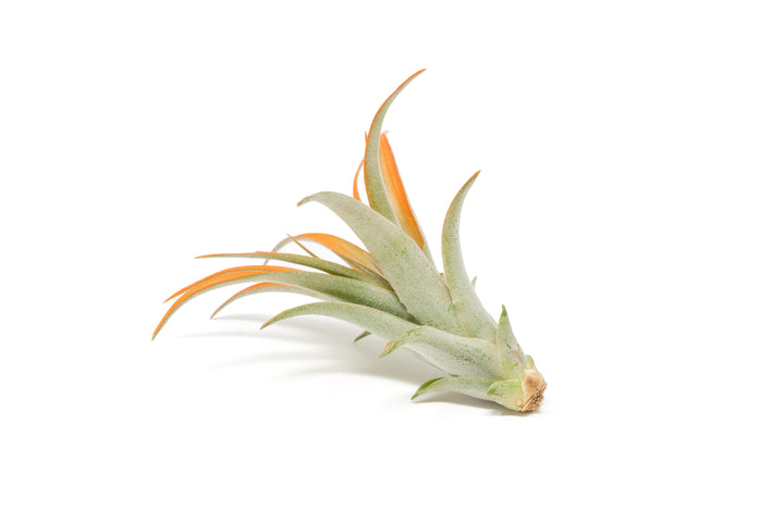 color enhanced orange tillandsia abdita air plant