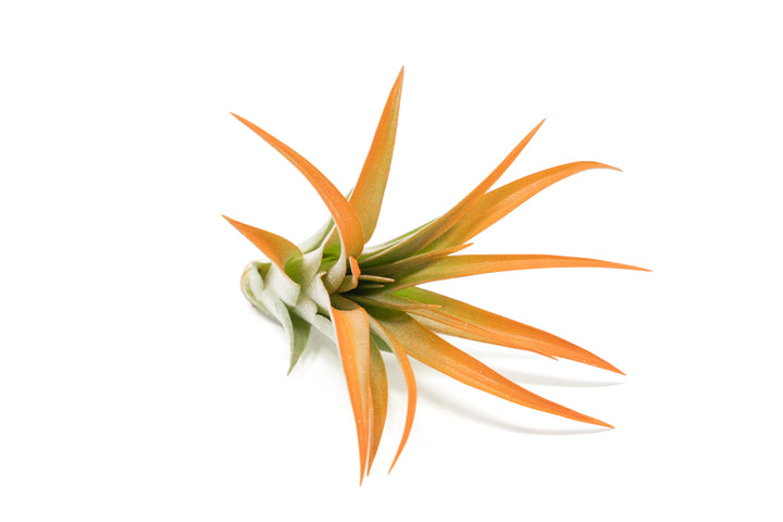 color enhanced orange tillandsia abdita air plant