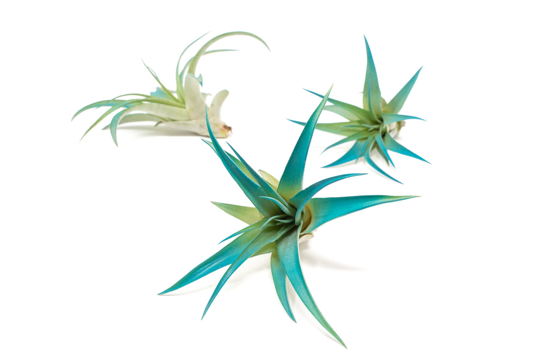 three color enhanced teal tillandsia abdita air plants