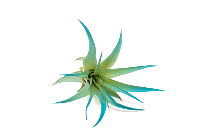 color enhanced blue tillandsia abdita air plant