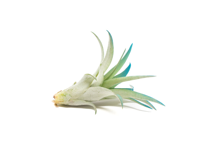 color enhanced blue tillandsia abdita air plant