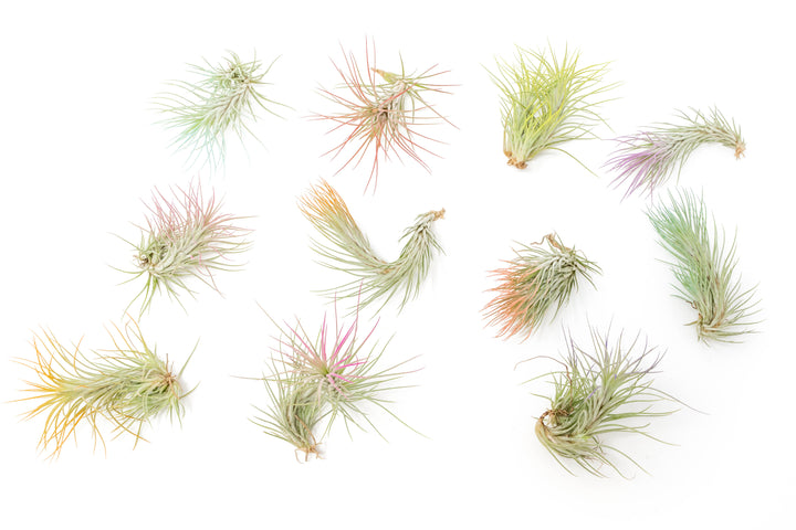 eleven color enhanced tillandsia funckiana air plants
