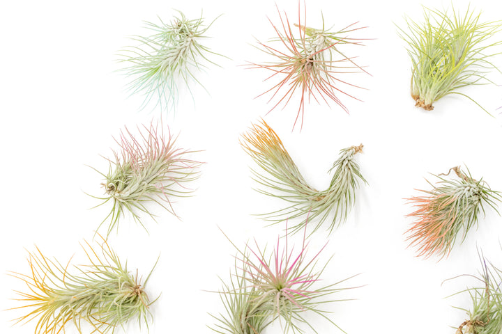 multiple color enhanced tillandsia fuckiana air plant