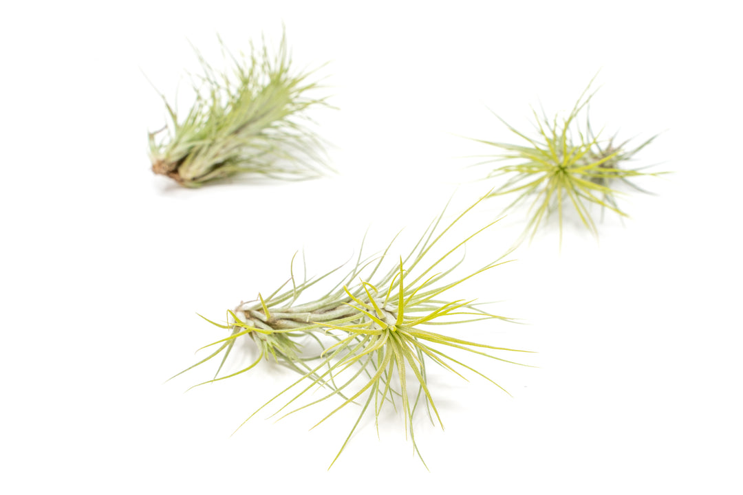 three green color enhanced tillandsia funckiana air plants