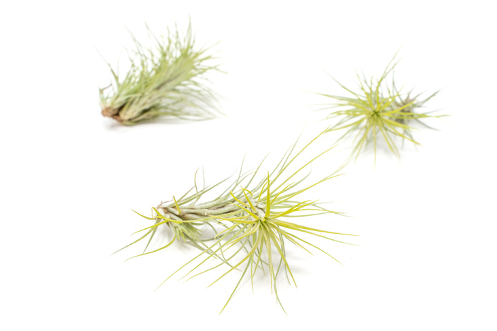 three green color enhanced tillandsia funckiana air plants