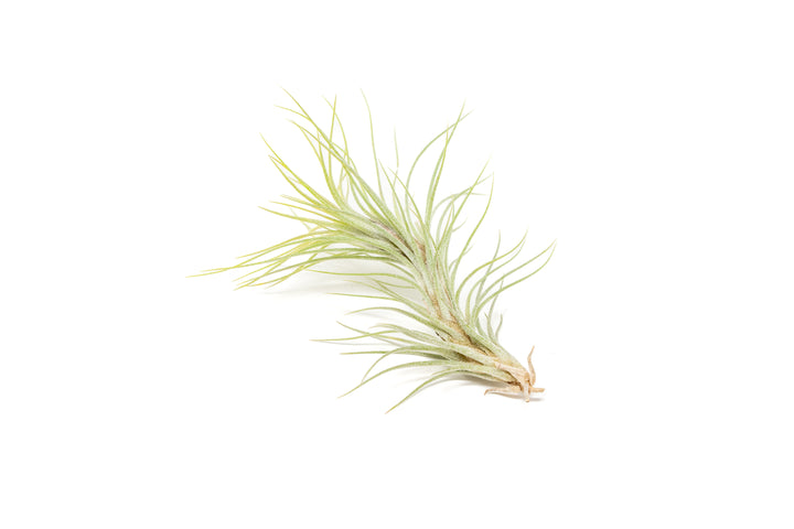 green color enhanced tillandsia funckiana air plant