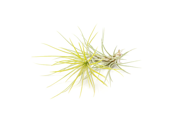 green color enhanced tillandsia funckiana air plant