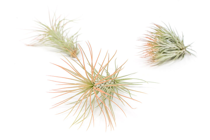 three color enhanced coral tillandsia funckiana air plant
