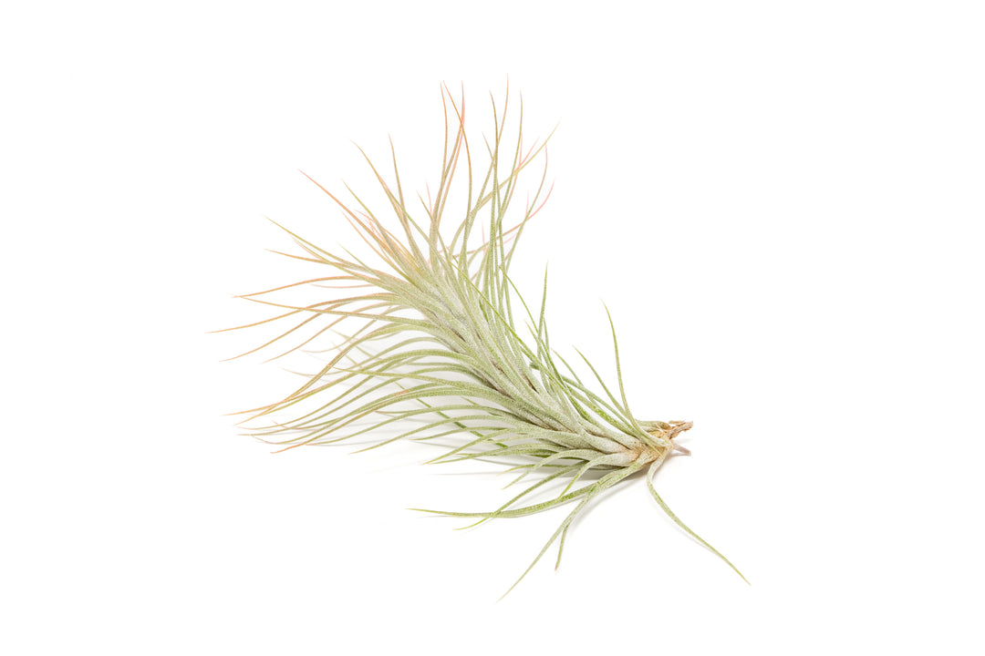 color enhanced coral tillandsia funckiana air plant