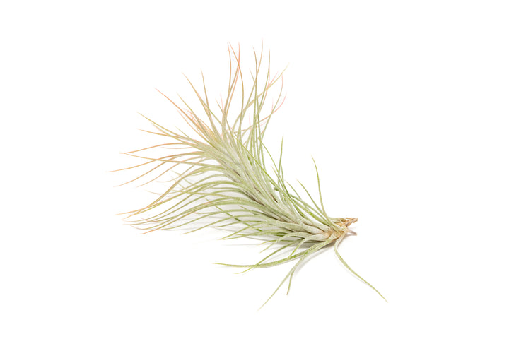 color enhanced coral tillandsia funckiana air plant