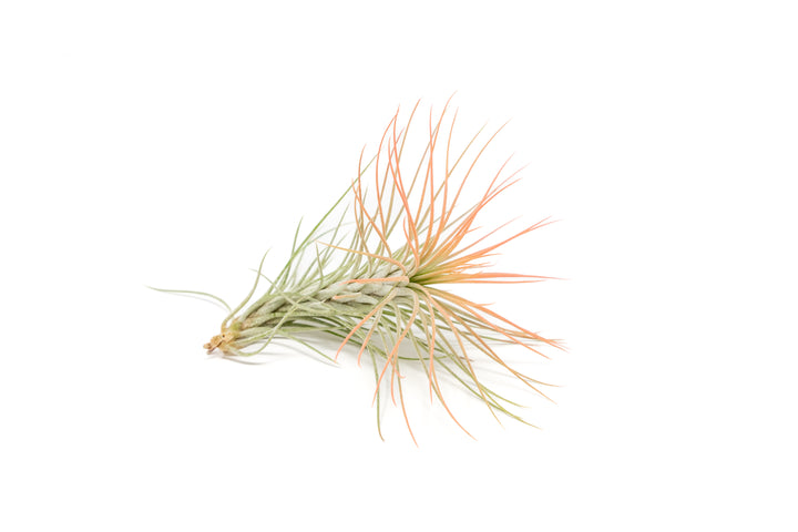 color enhanced coral tillandsia funckiana air plant