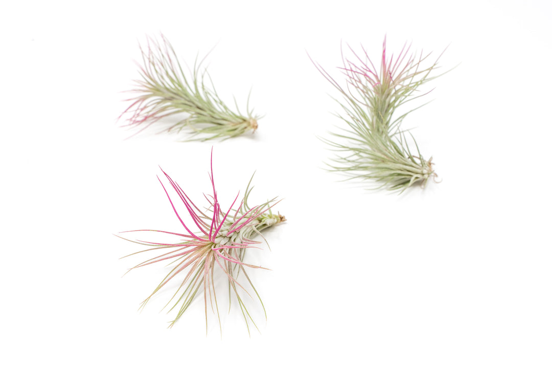 three color enhanced pink tillandsia funckiana air plants