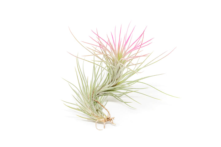 color enhanced pink tillandsia funckiana air plant