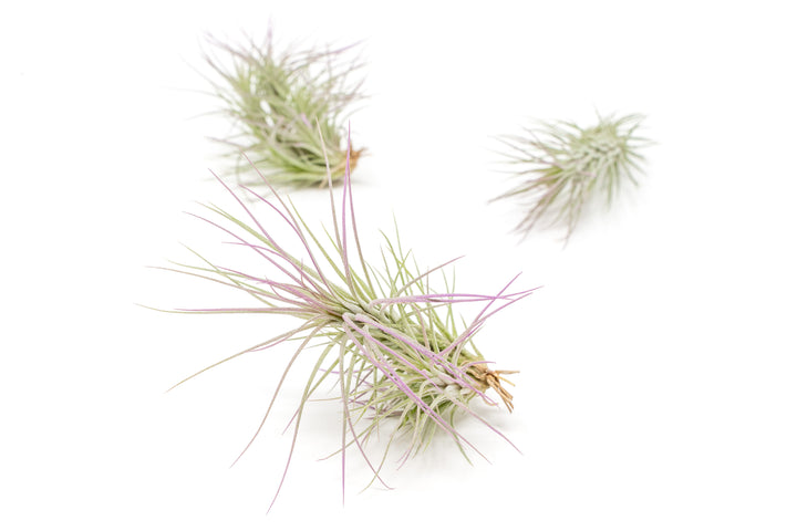 three color enhanced lavender tillandsia funckiana air plants