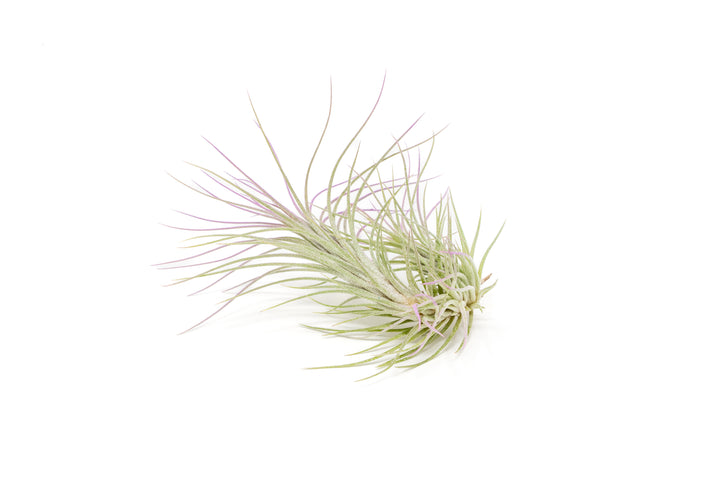 color enhanced lavender tillandsia funckiana air plant