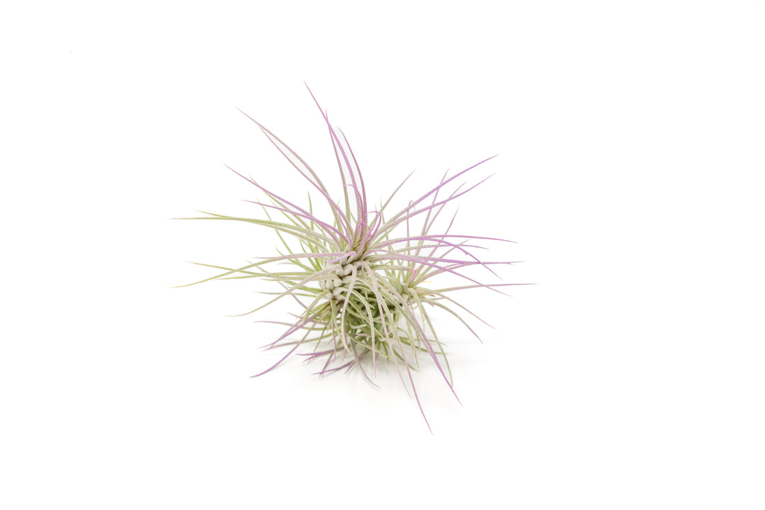 color enhanced lavender tillandsia funckiana air plant