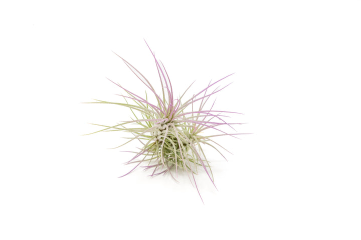 color enhanced lavender tillandsia funckiana air plant