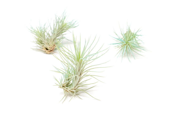 three color enhanced teal tillandsia funckiana air plants