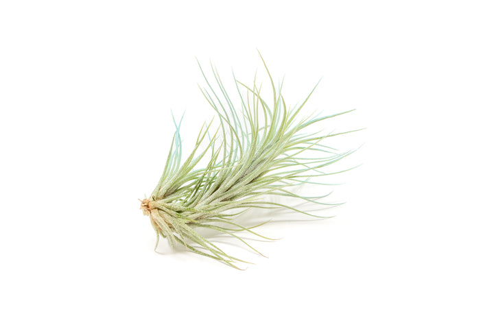 color enhanced blue tillandsia funckiana air plant