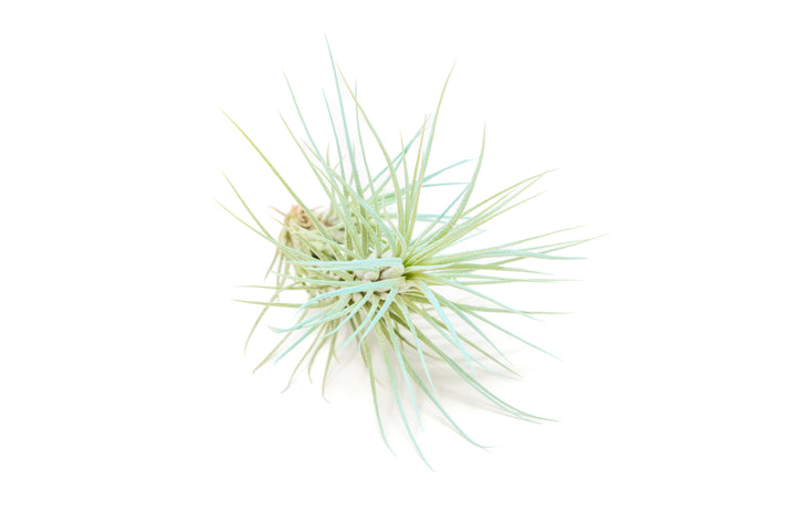 color enhanced blue tillandsia funckiana air plant