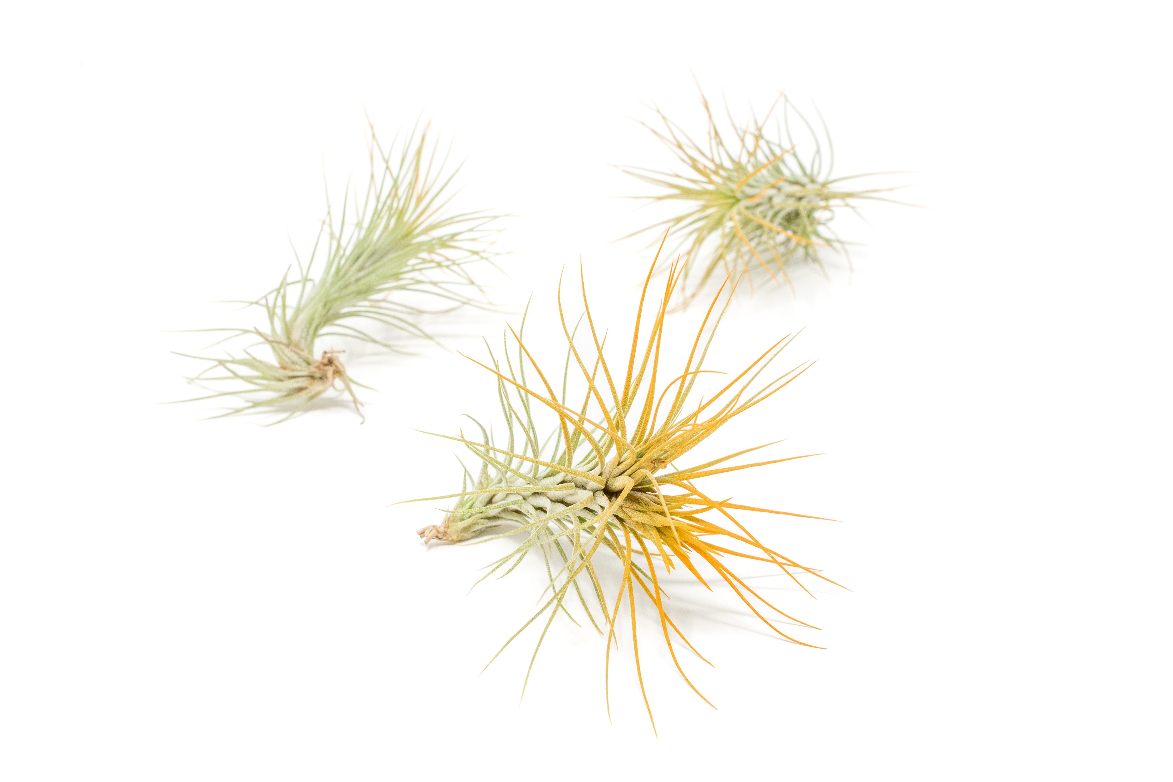 Enhanced_Colored_Tillandsia_Ai
