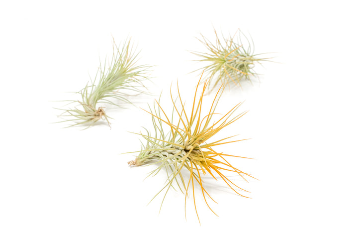 three color enhanced orange tillandsia funckiana air plants