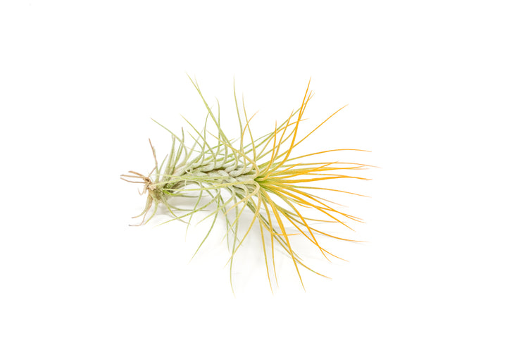 color enhanced orange tillandsia funckiana air plant