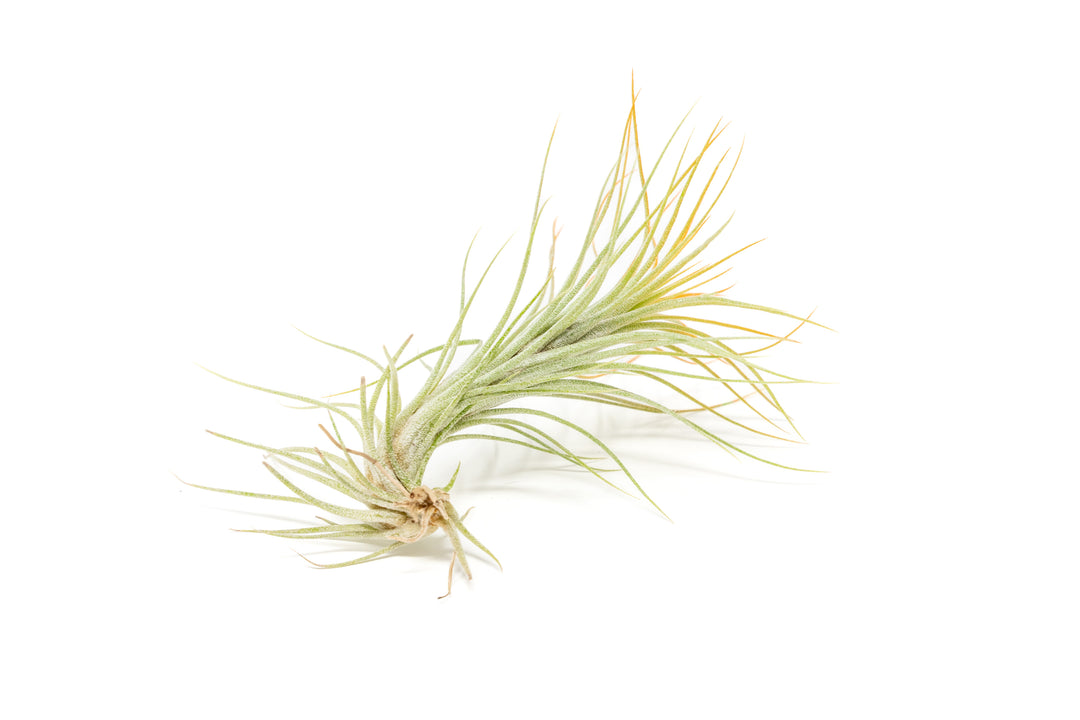 color enhanced orange tillandsia funckiana air plant