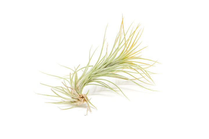 color enhanced orange tillandsia funckiana air plant