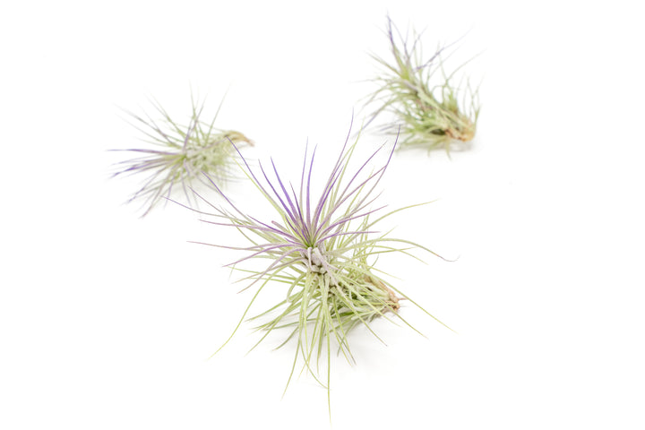 three color enhanced purple  tillandsia funckiana air plants