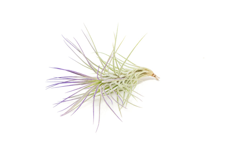 color enhanced purple tillandsia funckiana air plant