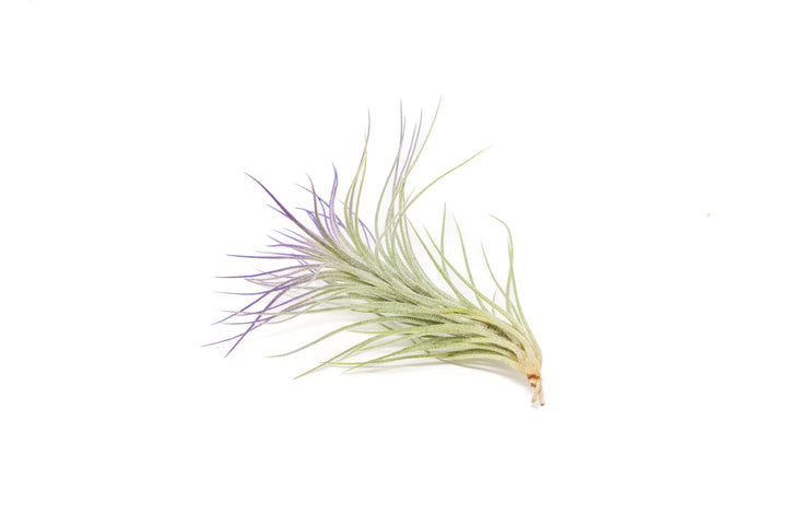color enhanced purple tillandsia funckiana air plant
