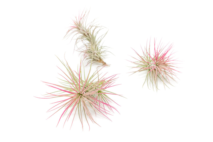 three color enhanced pink tillandsia funckiana air plants