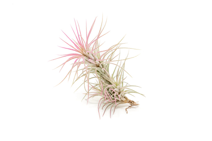 color enhanced pink tillandsia funckiana air plant