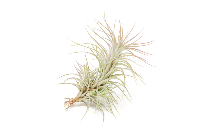 color enhanced red tillandsia funckiana air plant