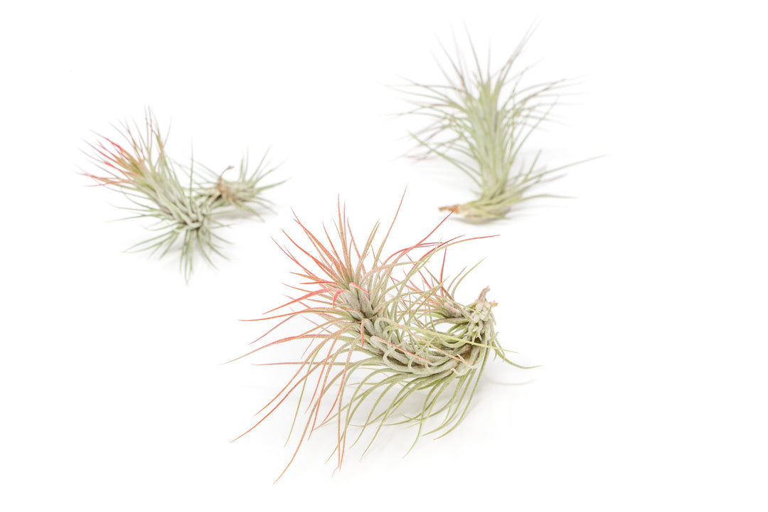 three color enhanced red tillandsia funckiana air plants