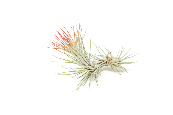 color enhanced red tillandsia funckiana air plant