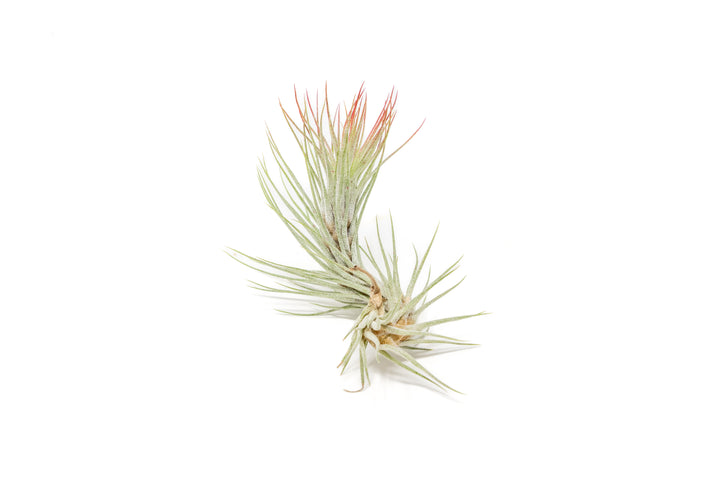 color enhanced red tillandsia funckiana air plant