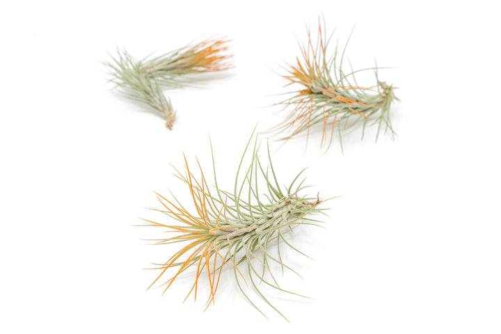 three color enhanced orange tillandsia funckiana air plants