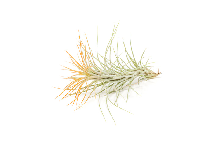 color enhanced orange tillandsia funckiana air plant